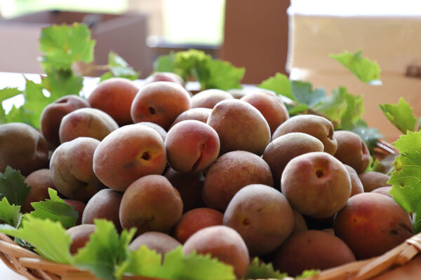 Cesto di pesche rosse varietà Sanguinella