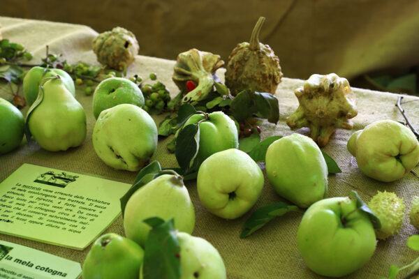 Mele cotogne con ricetta della mostarda di frutti antichi