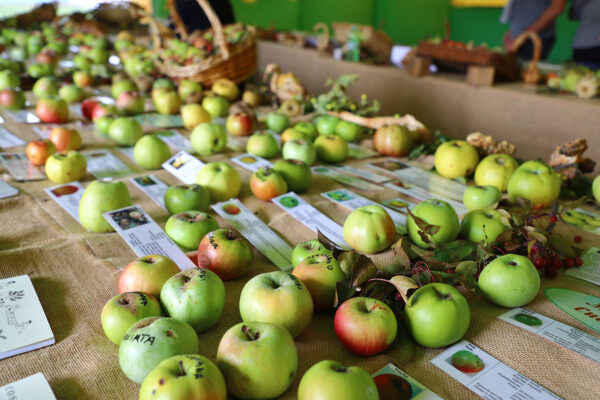 Esposizione mele antiche varietà