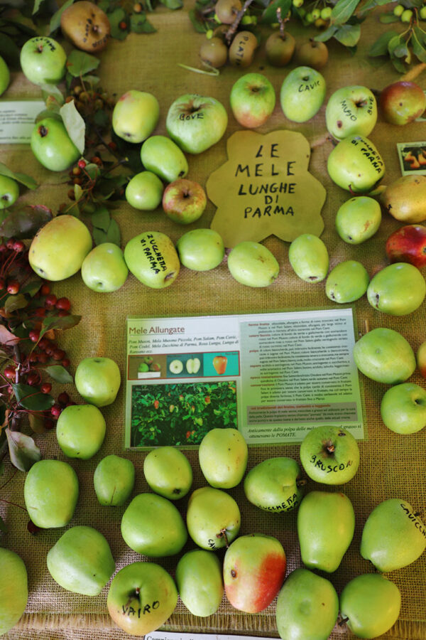 Varietà mele lunghe della provincia di Parma
