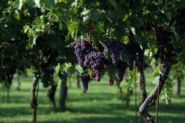 Rivalta filari uva Termarina Rossa
