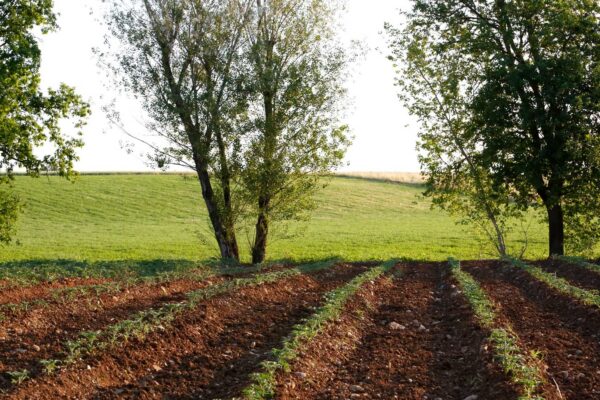 Campo pomodoro Riccio di Parma