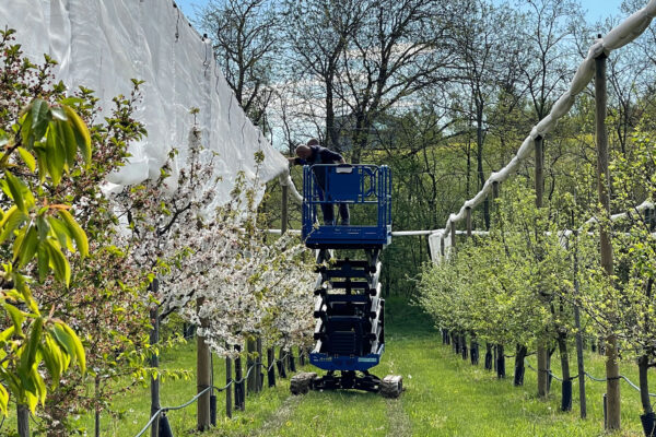 Apertura telo di protezione dei frutti antichi