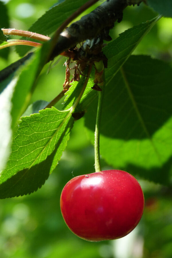 Cieliegie varietà Marasca