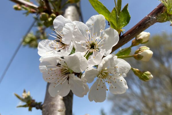 Fiore di ciliegio varietà Marena