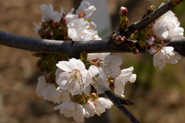 Fiore di ciliegio varietà Mora