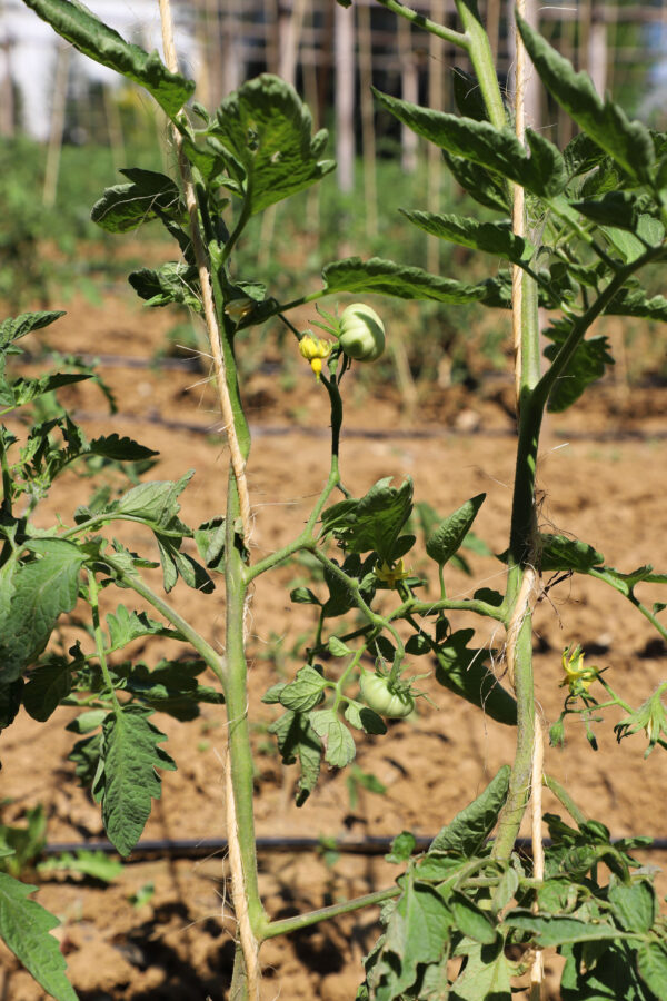 Pianta di Riccio con fiori legata alla genovese