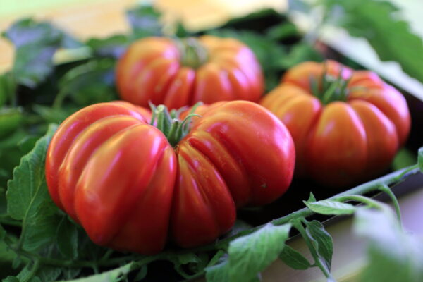 Pomodoro Riccio di Parma