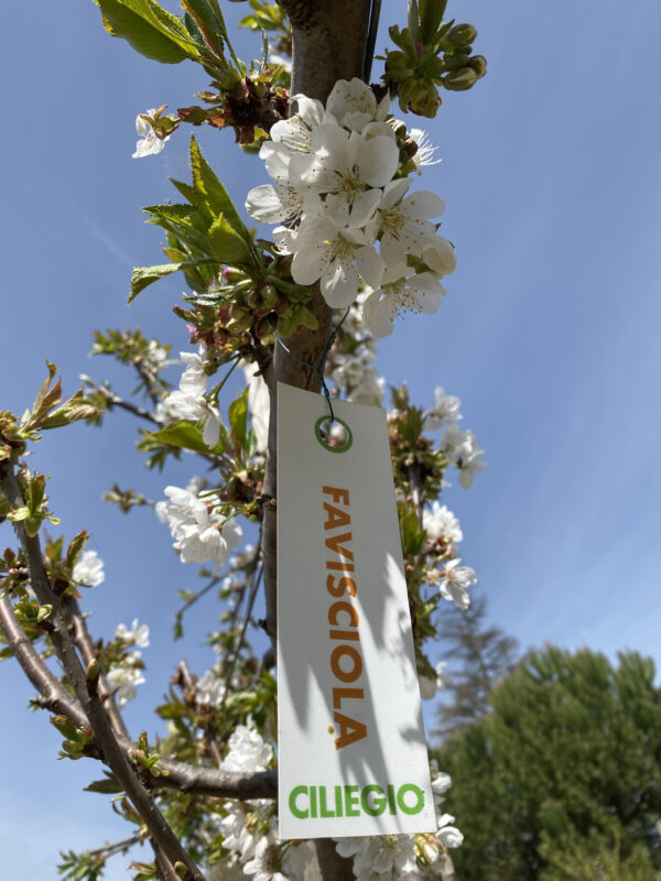 Fiore ciliegio varietà Favisciola