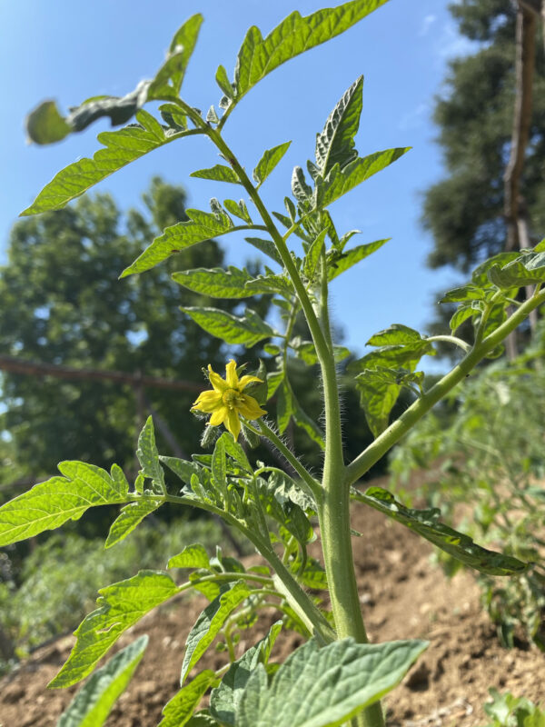 Fioritura del pomodoro Riccio di Parma