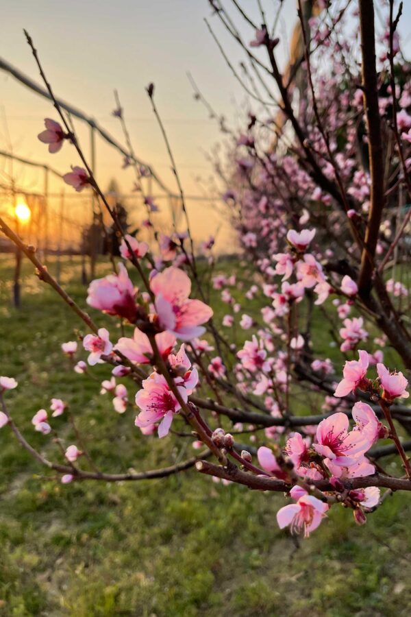 Fioritura pesche rosse