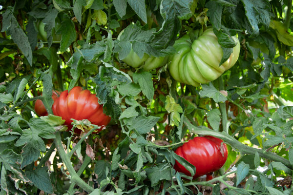 Pomodori rossi e verdi varietà Riccio di Parma