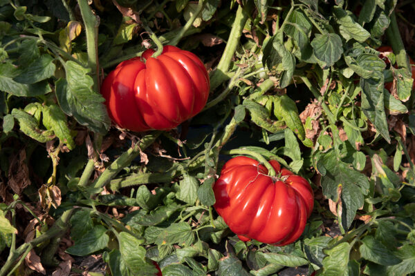 Pianta di pomodoro Riccio Ziveri gigante con frutti maturi