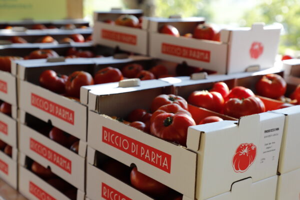 Vendita cassette di Pomodoro fresco Riccio di Parma