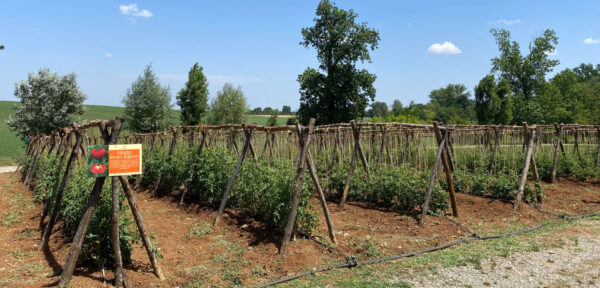 Impianto con legatura alla genovese del Riccio di Parma