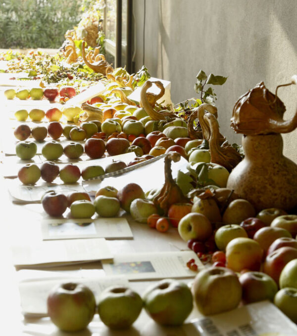 Varietà di mele al Rural Festival