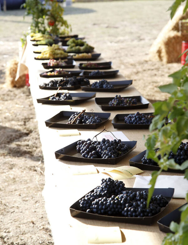 Esposizione antiche varietà di uva