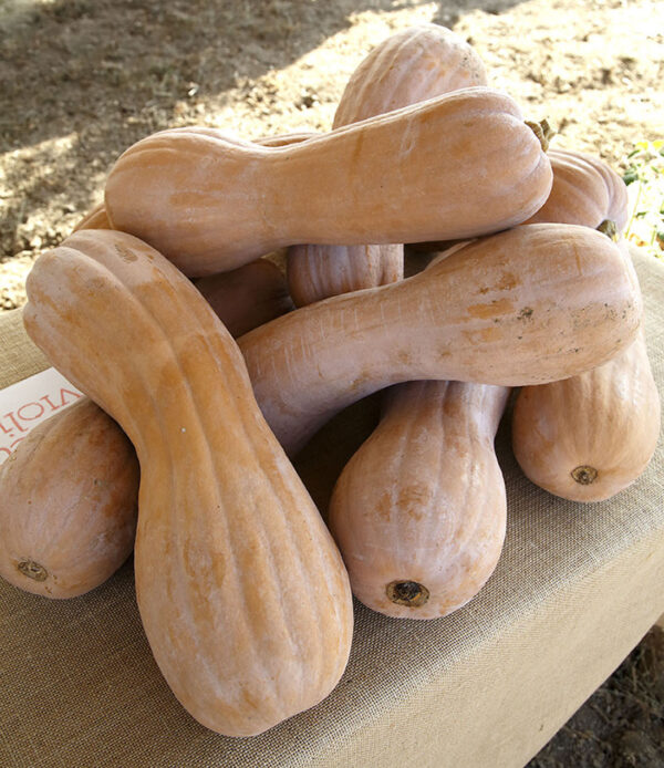 Zucche varietà Violina