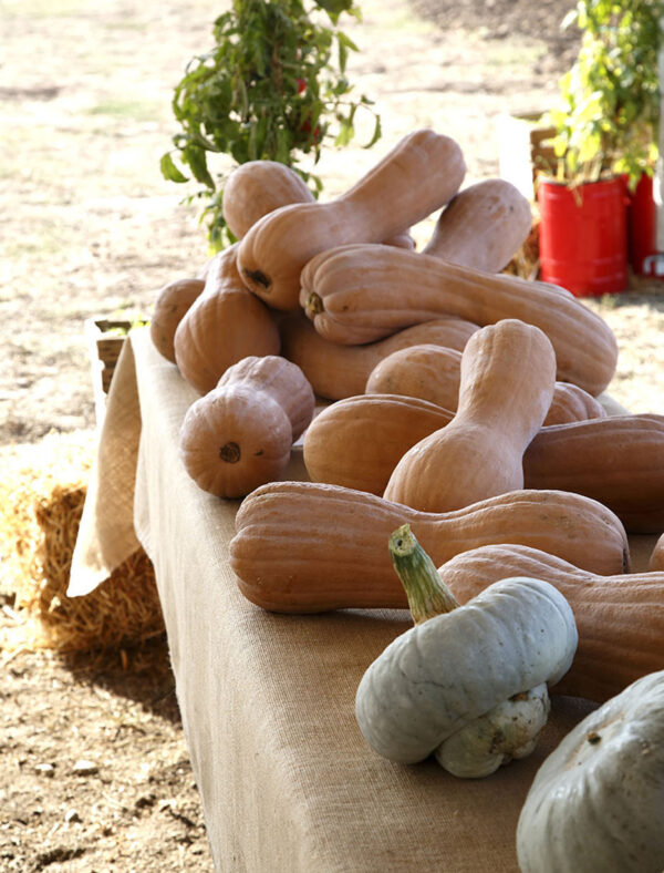 Zucche Violine e Cappello del Prete