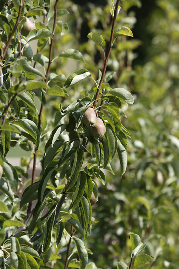 Pero Nobile con frutti in maturazione