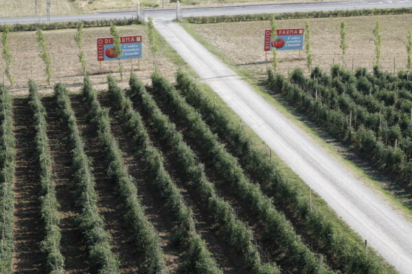 Campo di pomodoro Riccio La Mamiana a Panocchia