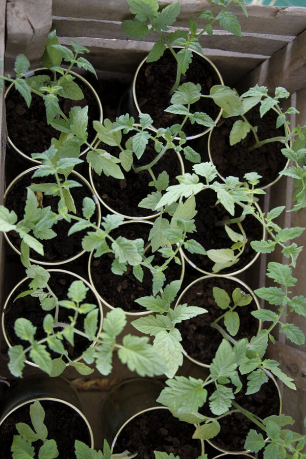Piantine di Riccio in vaso