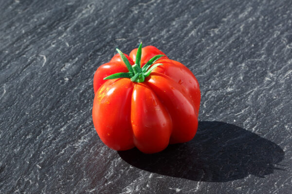 Pomodoro Riccio