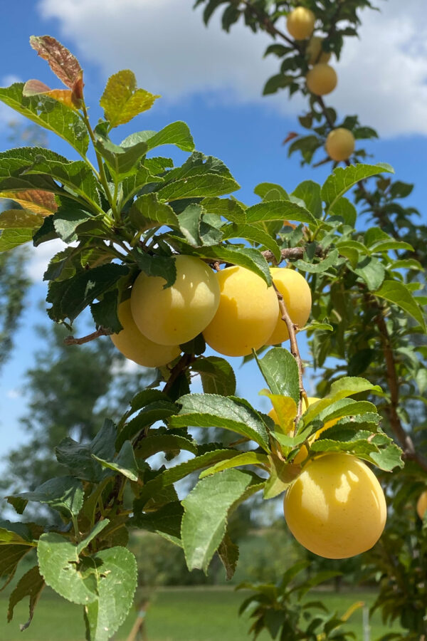 Amole di Mirabolano mature