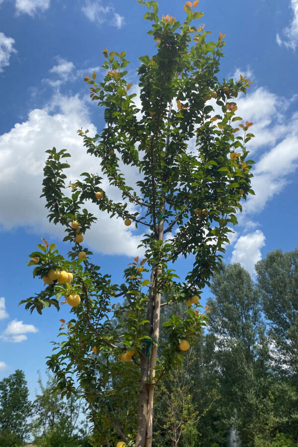 Pianta di susino Mirabolano con frutti maturi