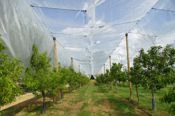 Giardino dei frutti antichi con telo di protezione