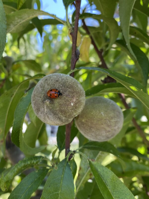 Pesca rossa Sanguinella con una coccinella