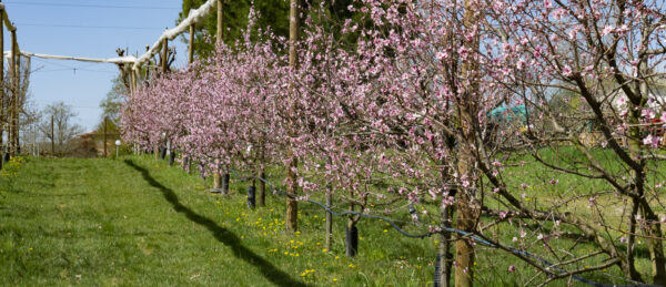 Fioritura peschi Rossa della Vigna e Sanguinella