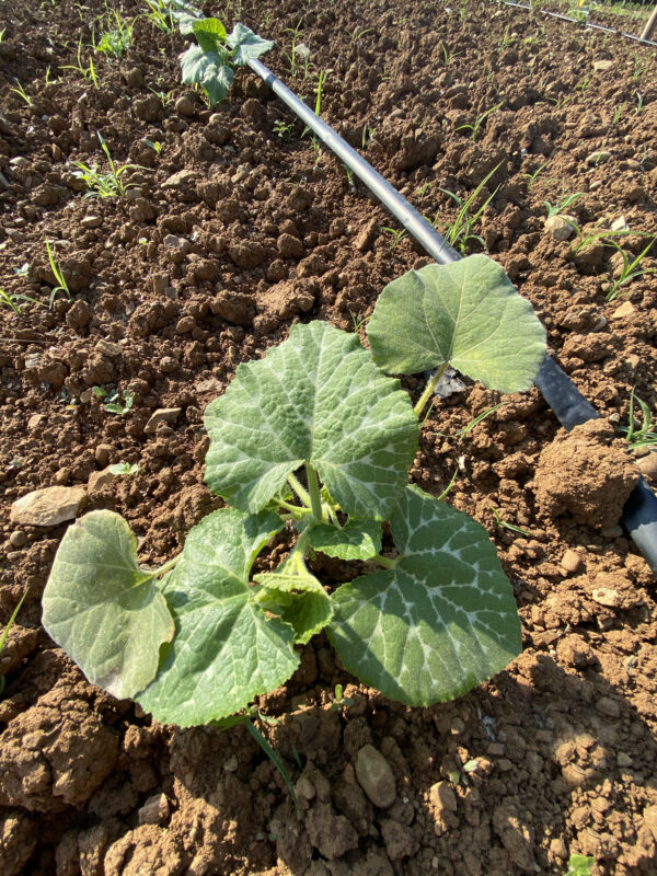 Piantina di zucca Violina