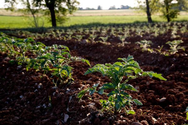 Campo pomodoro Riccio di Parma a Traversetolo