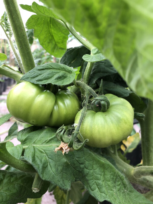 Pomodoro Riccio di Parma in maturazione