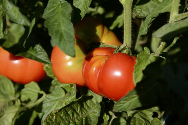 Riccio maturo sulla pianta