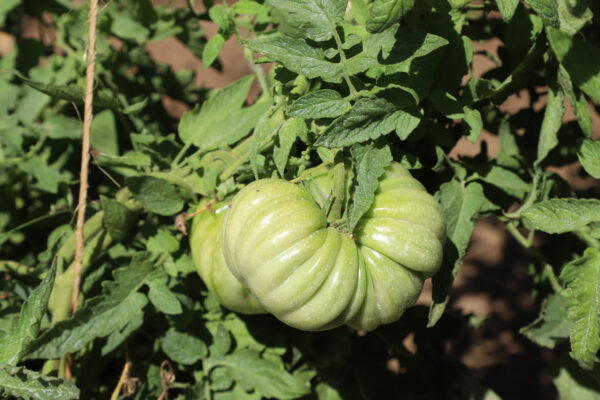 Pomodoro Riccio di Parma in maturazione