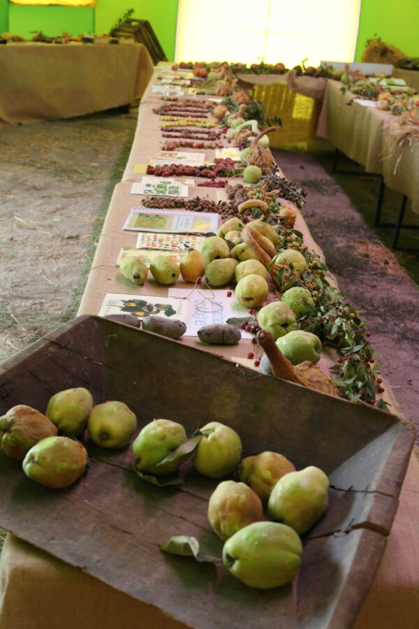 Esposizione di frutti antichi al Rural Festival