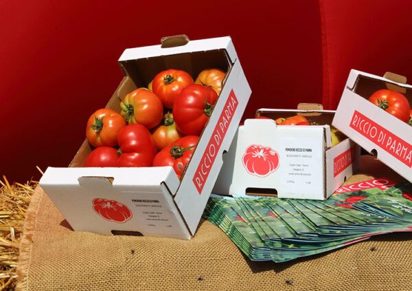 Cassette di pomodoro Riccio fresco