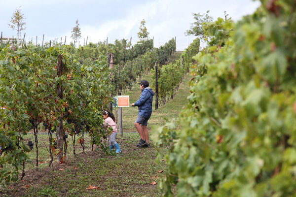 Visita al vigneto di Rivalta