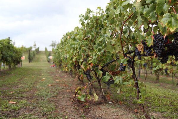 Filari di Termarina Rossa pronti per la vendemmia