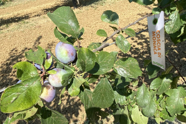 Prugne antica varietà Coscia di monaca