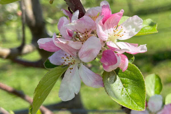 Fioritura susino varietà Cuore nel Giardino dei Frutti Dimenticati