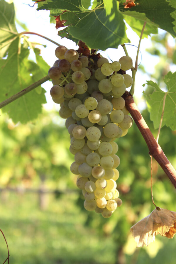 Grappolo di Trebbiano di Parma