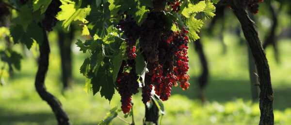 Filari di uva Termarina Rossa