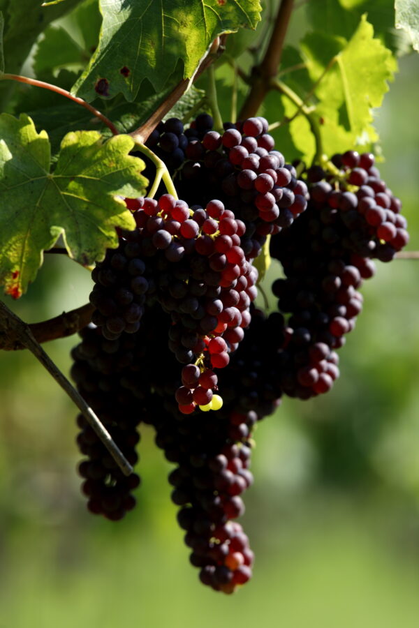 Grappoli di uva Termarina Rossa