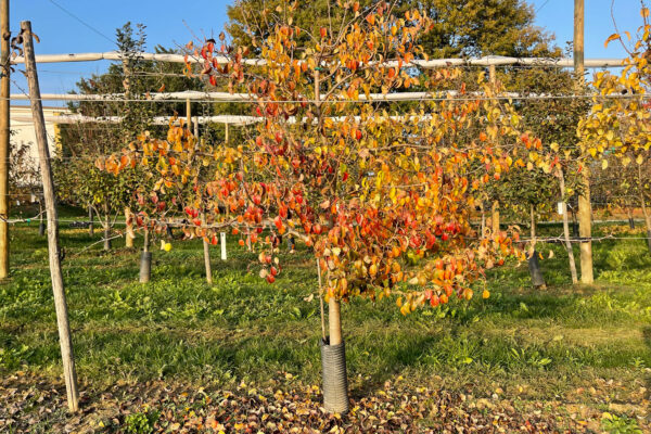 Pero varietà Limone in autunno