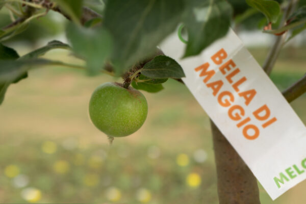 Mela Bella di Maggio in maturazione