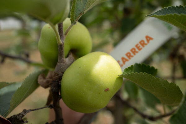 Antica varietà Carrera chiamata anche Carera, Carraia, Calera