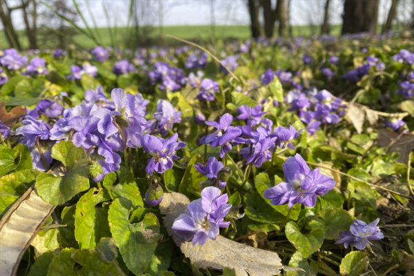 Coltivazione violetta di Parma